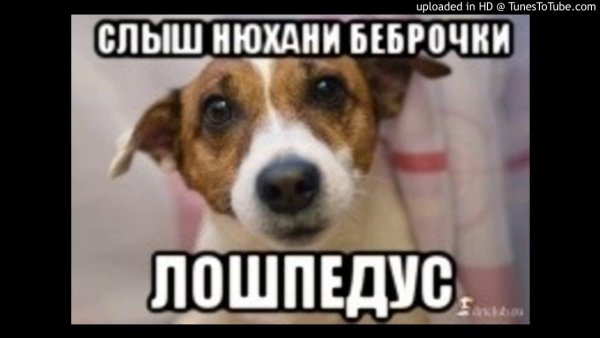 Мемы с собаками без надписей