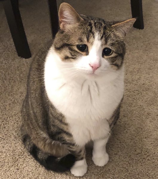 Мемы с котами и надписями