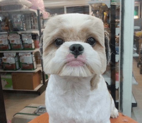 Квадратная стрижка собак