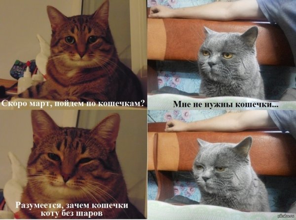 Мемы с котами