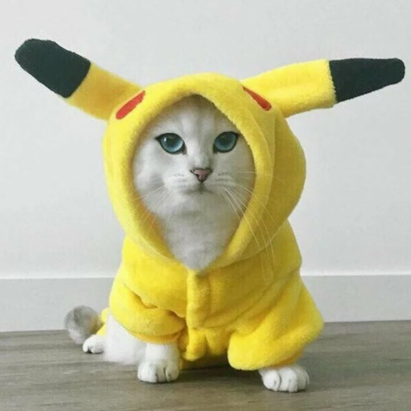 Смешные костюмы для кошек