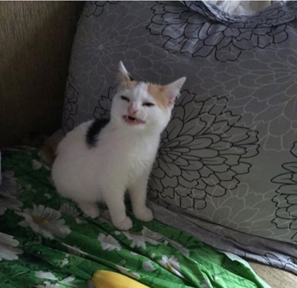 Кот морщится