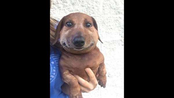 Такса улыбается