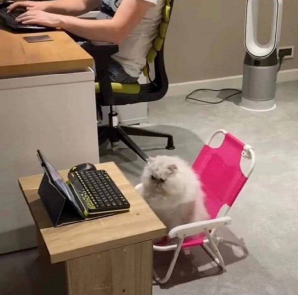 Кот на работе