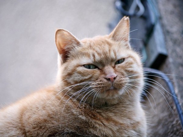 Довольный кот