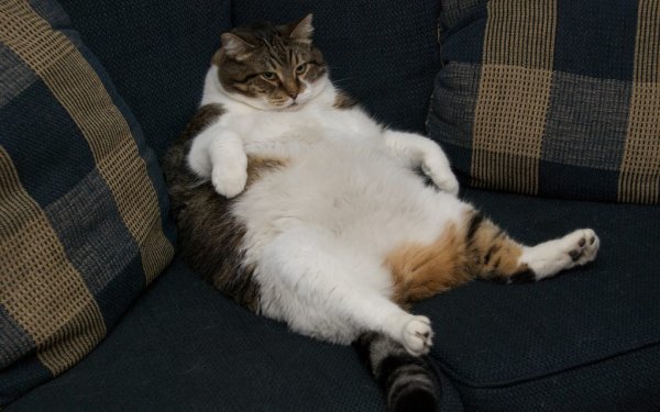 Я обожрался