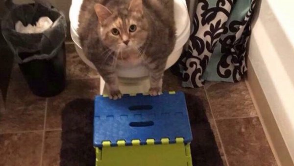 Жирный котик плачет