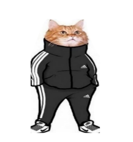 Кот в adidas
