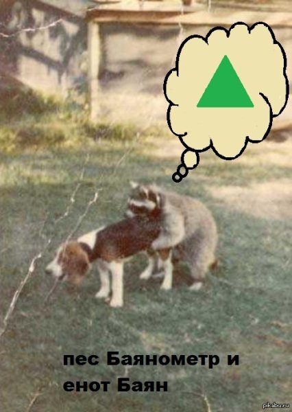 Юмор сторожевые собаки
