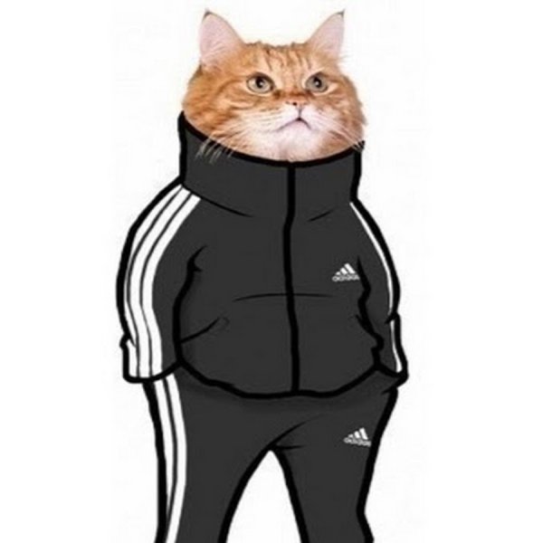 Кот в адидасе Мем