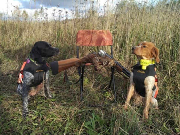 Собаки в охотничьих экспедициях