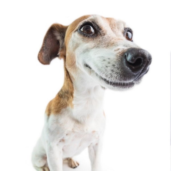 Джек Рассел пинчер