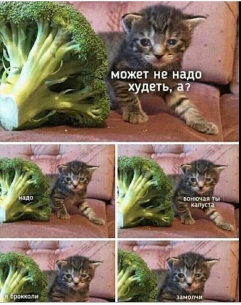 Котик в капусте
