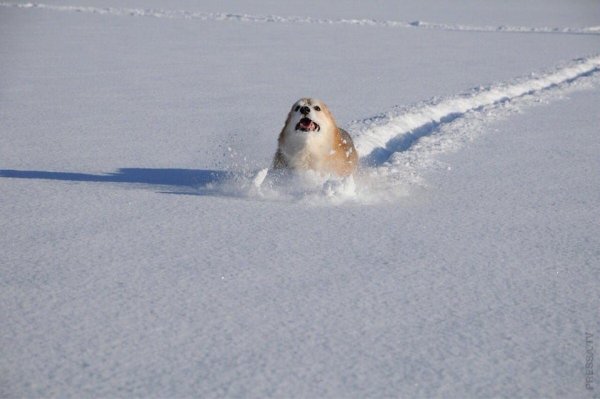 Корги в снегу радуются
