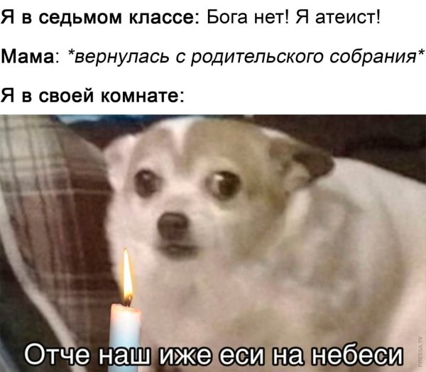 Собака оглядывается