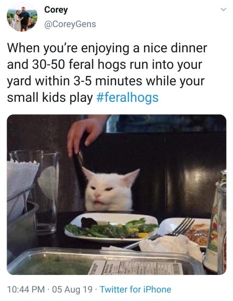 Недовольный котик за столом