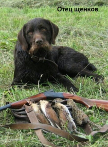 Охотничья собака прикол