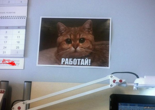 Мем с котом работай
