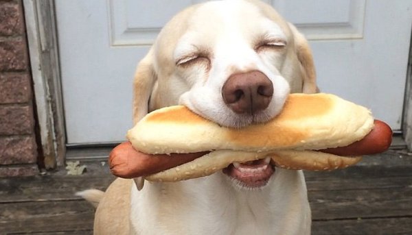 Собака ест хот дог