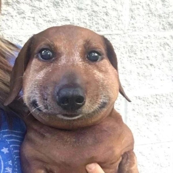 Собаку ужалила пчела Мем