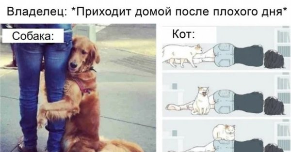 Прикол про владельцев кота и собаки