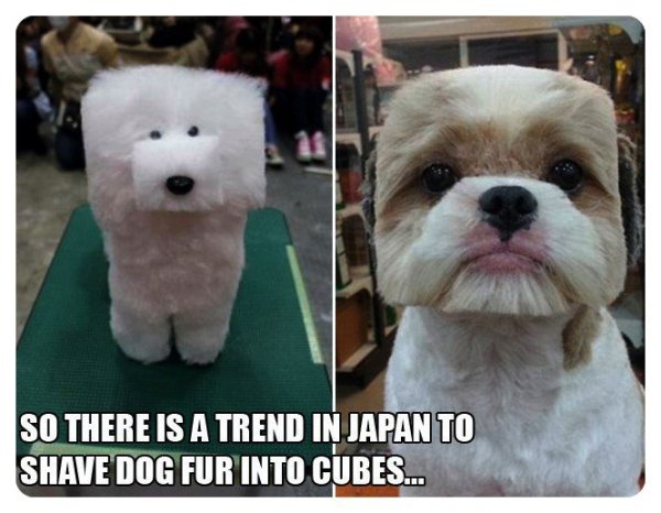 Дурацкие стрижки собак