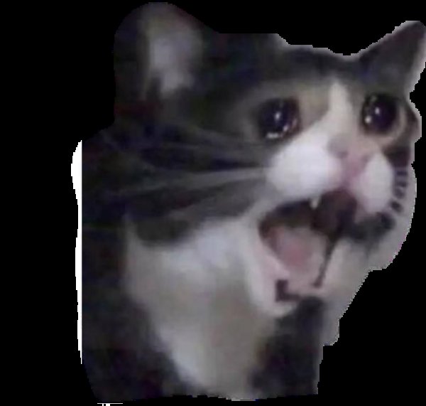 Плачущий кот