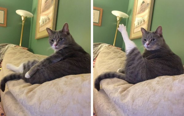 Кот хоба в хорошем качестве