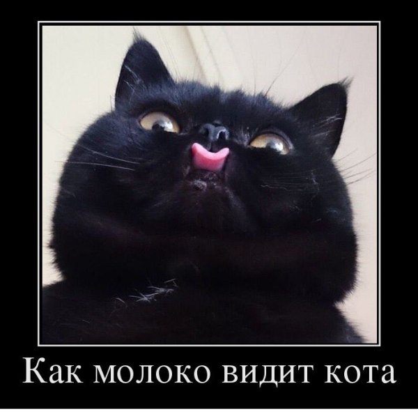 Коты демотиваторы