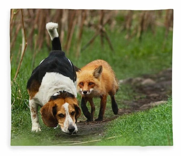 Собака охотничья