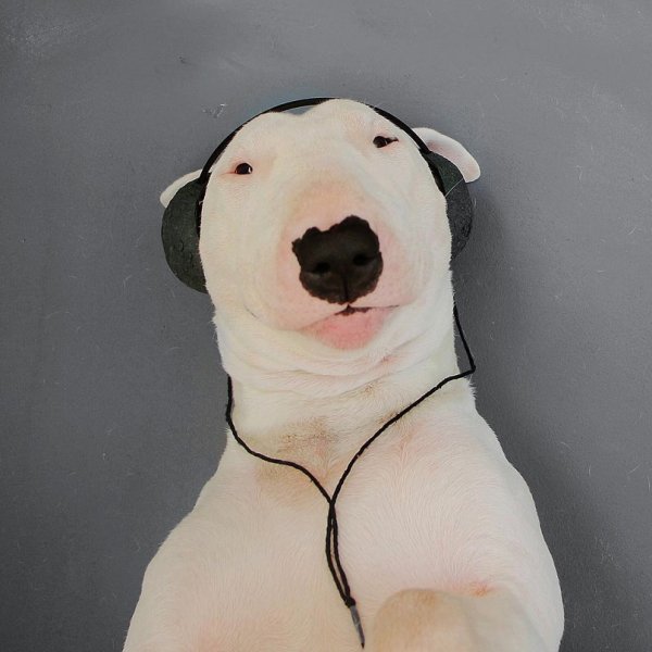 Собака в наушниках