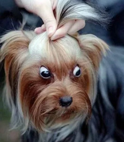 Йоркширский терьер с хвостиком