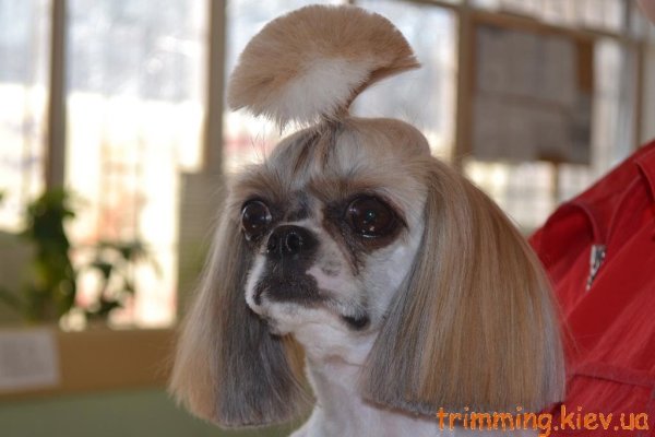 Собака с хвостиком