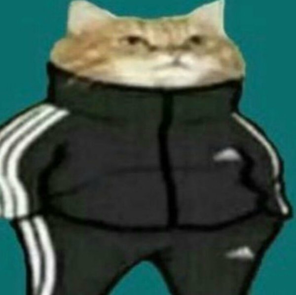 Кот в адидасе Мем