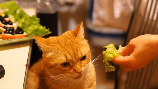 Коты едят салат