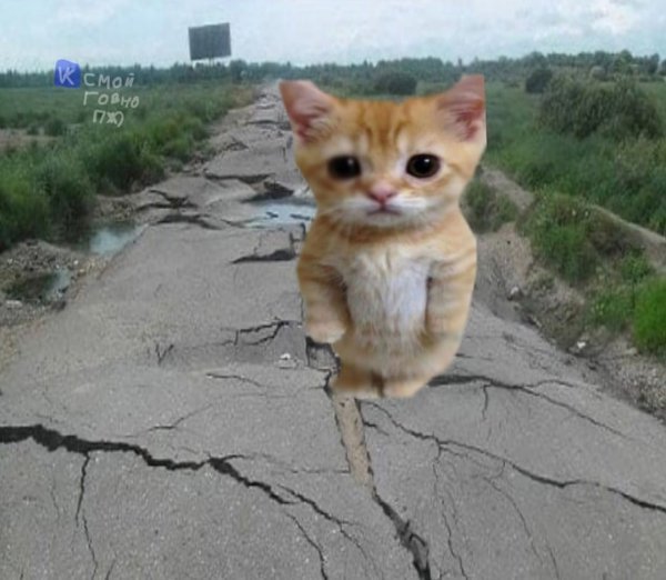 Рыжий котенок Мем