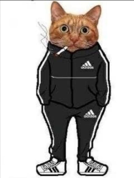 Кот в адидасе