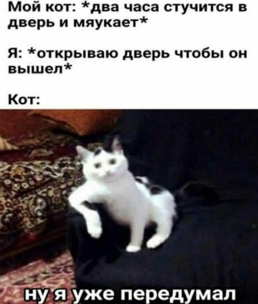 Мой котя