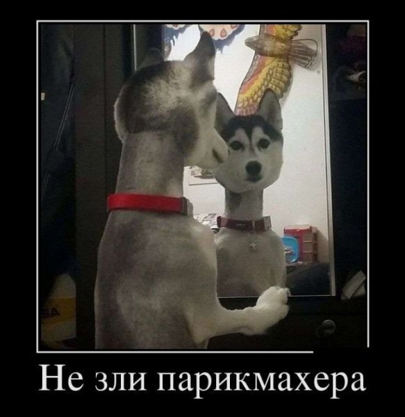 Смешные шутки про парикмахеров