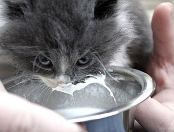 Котенок в сметане