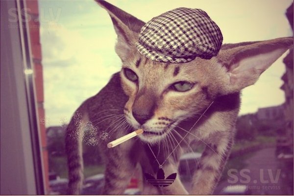 Котенок гопник