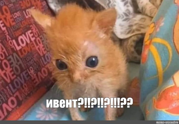 Рыженький котенок из мемов