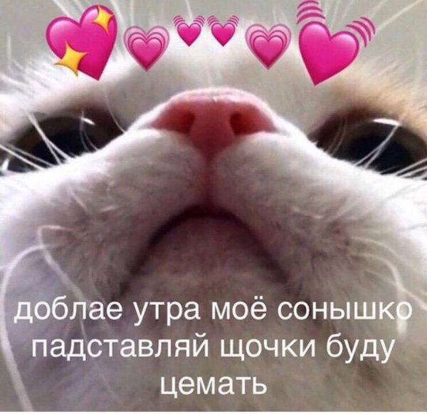 Котик доброе утро