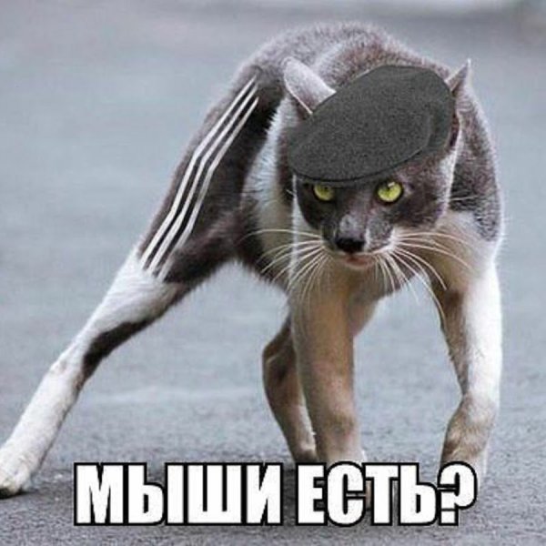 Котик борзый