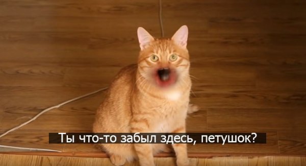 Ты что здесь забыл петушок?