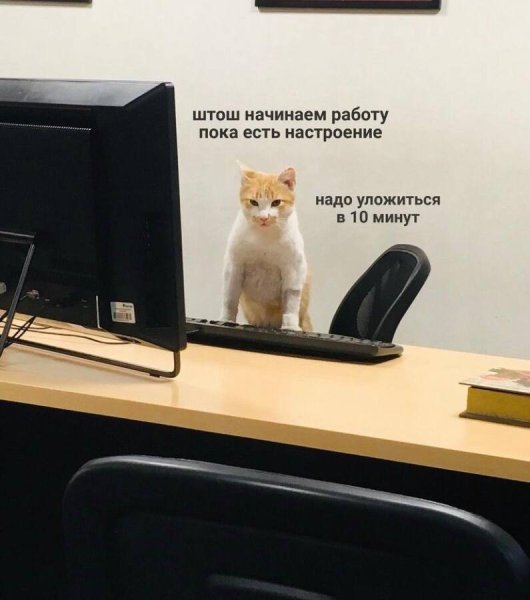 Котик на работе