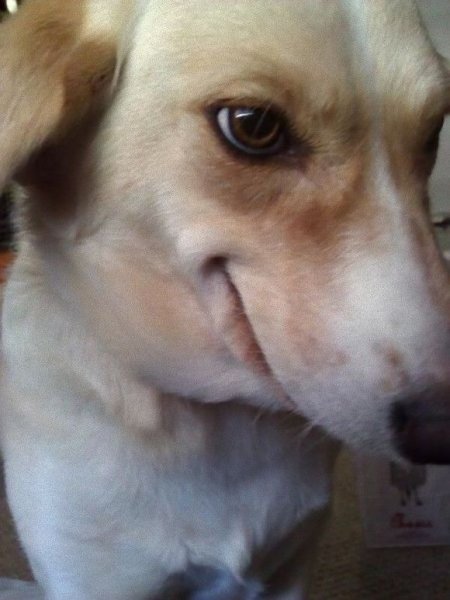 Хитрая собака