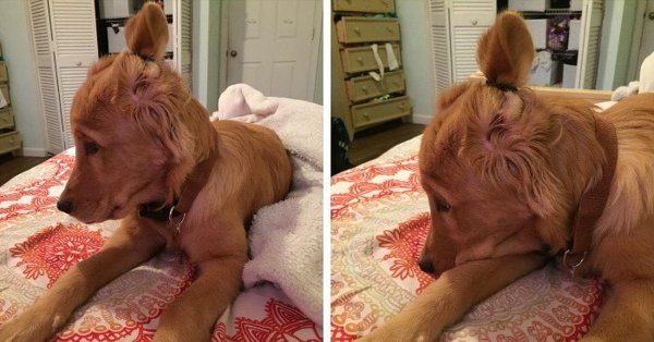 Собака с хвостиком на голове