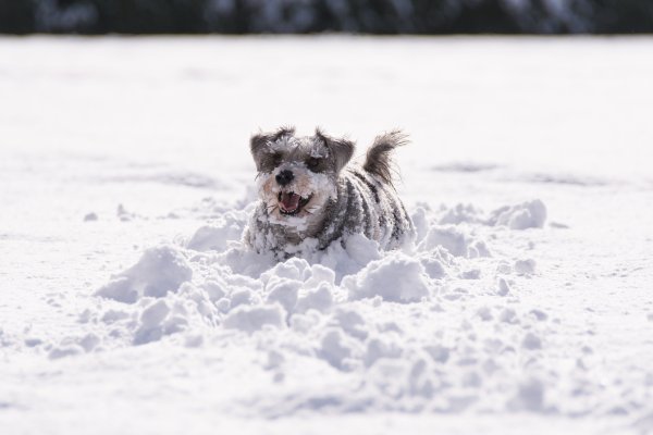 Собака в снегу