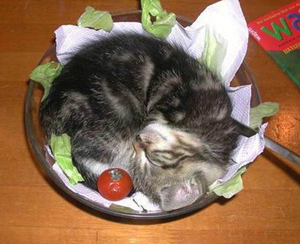 Кот спит в миске с едой